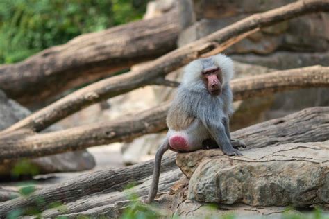 cul de singe rouge|Singe au cul rouge : écologie et rôle dans lécosystème